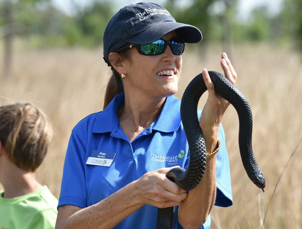 On Monday, 26 young eastern indigo snakes were released in northern Florida, marking the sixth consecutive year of a collaborative program to return the native, non-venomous apex predator to the region. 