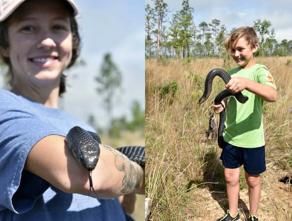 On Monday, 26 young eastern indigo snakes were released in northern Florida, marking the sixth consecutive year of a collaborative program to return the native, non-venomous apex predator to the region.