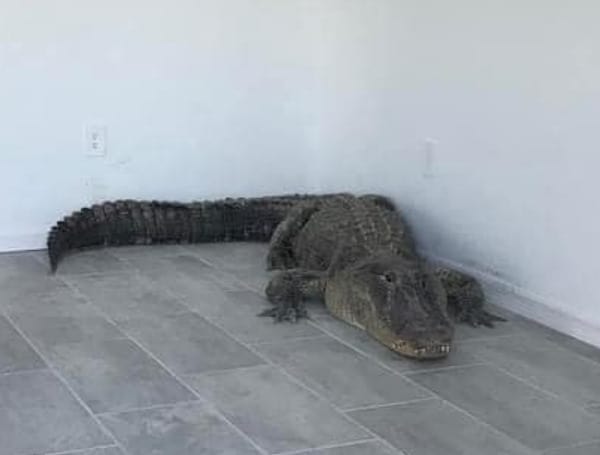 Florida's existing-home sales market is a bit scary, and new home prices are even scarier. But one new home topped them all, complete with an 11-foot alligator.