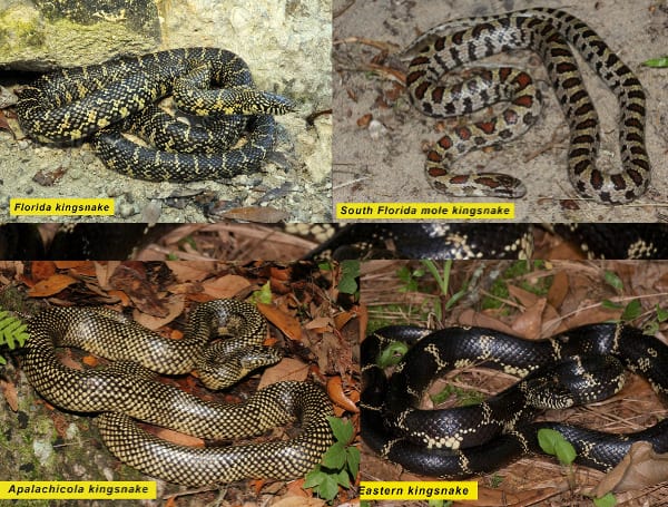 Kingsnakes in Florida need your help as they have experienced population declines that biologists can’t explain, according to FWC Fish and Wildlife Research Institute.
