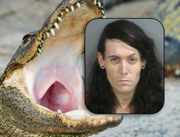 You really can't make this up. A 31-year-old Florida man was arrested after a traffic stop led deputies to guns, drugs, and an alligator in the man's truck.