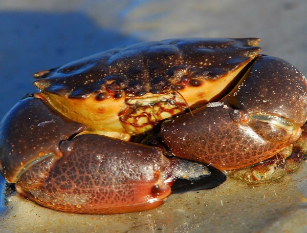 Florida’s recreational and commercial stone crab season in state and federal waters will end on May 2, with the last day of harvest being May 1. 