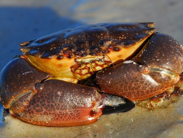 Stone Crab (File)