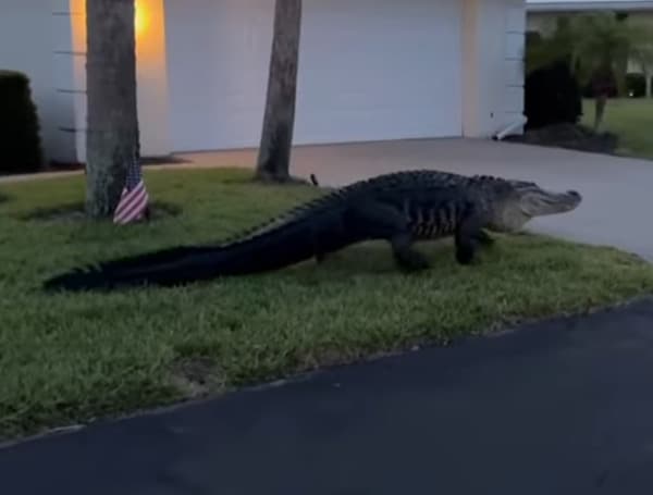 Alligators have inhabited Florida's marshes, swamps, rivers, and lakes for many centuries, and are found in all 67 counties. In recent years, Florida has experienced tremendous human population growth. 