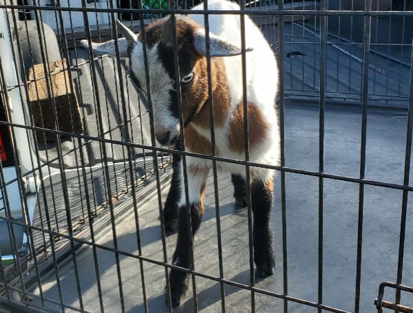 Someone in Pasco County is missing a goat, and Pasco Sheriff's Office wants to return it.