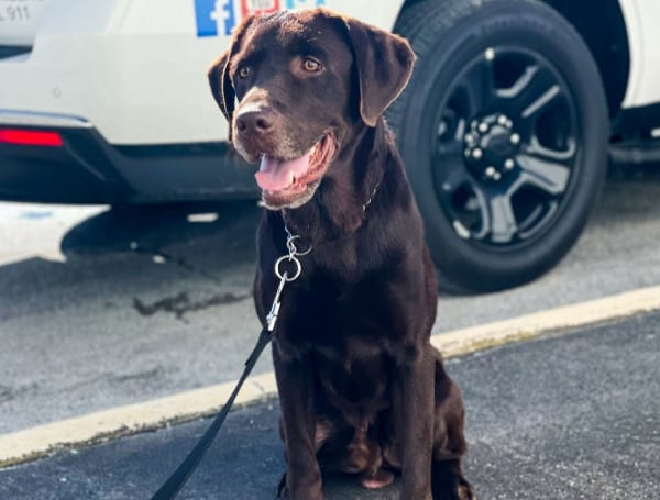 Pasco Sheriff's Office has a new therapy K-9! Meet Animal-Assisted Therapy K-9 Tacoma! AAT K-9 Tacoma is a 3-year-old chocolate Lab that was rescued from a Brevard County animal shelter. 
