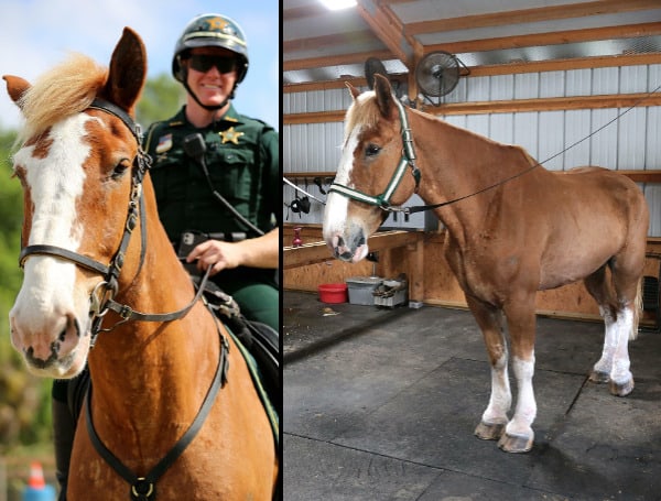 Roscoe has quickly become a natural fit within the unit due to his calm demeanor and easy-going disposition. He will soon be assisting with increased patrols on Siesta Key during spring break as well as holidays and special events throughout the year.