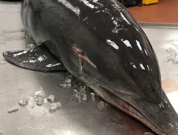 NOAA’s Office of Law Enforcement is asking the public for any information about a dead dolphin found recently on Fort Myers Beach, Florida. A necropsy, non-human autopsy, revealed the dolphin was impaled in the head with a spear-like object while alive.
