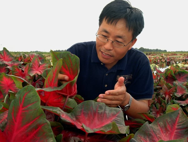 In addition, UF/IFAS scientists actually breed some of them, including highly sought ornamental plants. Indeed, Florida is the sole source of caladium bulbs for the entire world, satisfying the needs of growers and consumers – and a UF/IFAS plant breeder specializes in this variety.