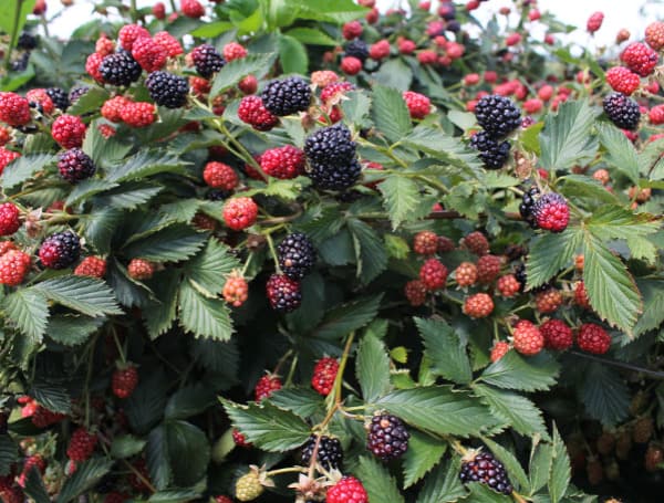 close-up of blackberries and other types of berries from the same orchard at GCREC. “courtesy, Zhanao Deng, UF/IFAS.”