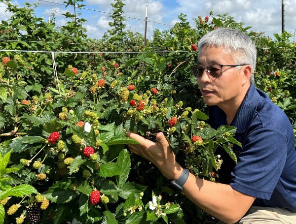 “More growers are trying to grow blackberries or are increasing their acreage for commercial production,” said Zhanao Deng, a UF/IFAS professor of environmental horticulture at GCREC and one of the scientists trying to breed and grow blackberries. “Growers said they want more information on blackberry cultivars, horticultural practices and pest management to produce profitable crops.”