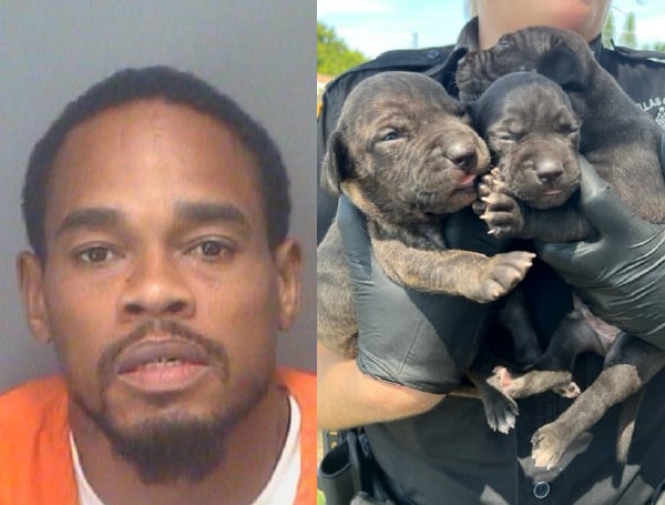 Deputies say when they made contact with 38-year-old Terrell Coley in the backyard, a large amount of handmade wood kennels were observed, which housed approximately 30 dogs of all ages. Due to the deputy's observations of possible animal