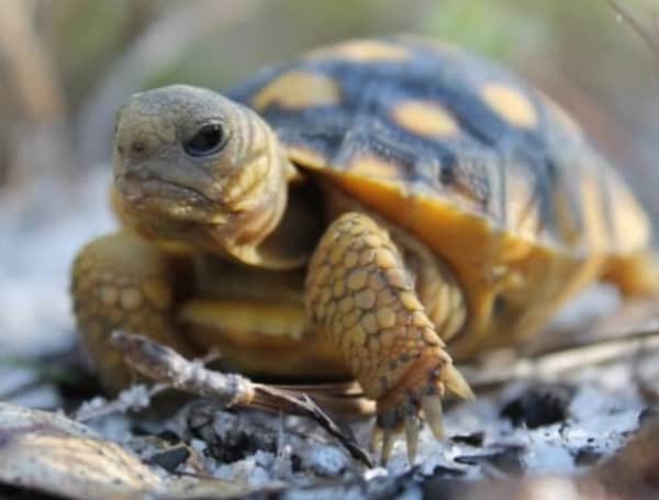 Gov. Ron DeSantis on Thursday signed a bill that could lead to increasing the sites where gopher tortoises can be moved out of the path of development. 