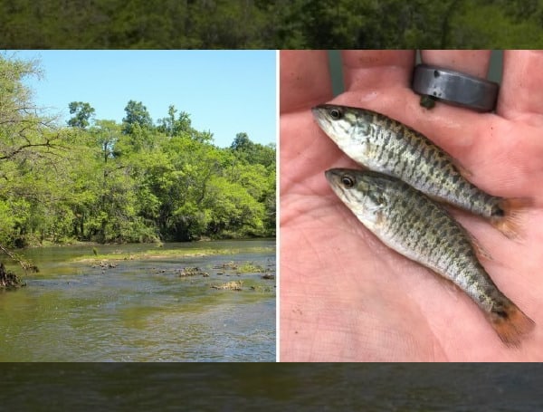 Freshwater fisheries researchers and managers with the Florida Fish and Wildlife Conservation Commission (FWC) successfully released 3,300 hatchery-raised shoal bass fingerlings (young fish) into the Chipola River in May. 