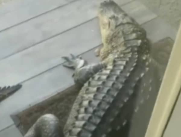 Alligators have inhabited Florida’s marshes, swamps, rivers, and lakes for many centuries and are found in all 67 counties. One Florida man recently found one outside of his front door. 