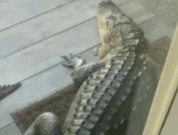 Alligators have inhabited Florida’s marshes, swamps, rivers, and lakes for many centuries and are found in all 67 counties. One Florida man recently found one outside of his front door.