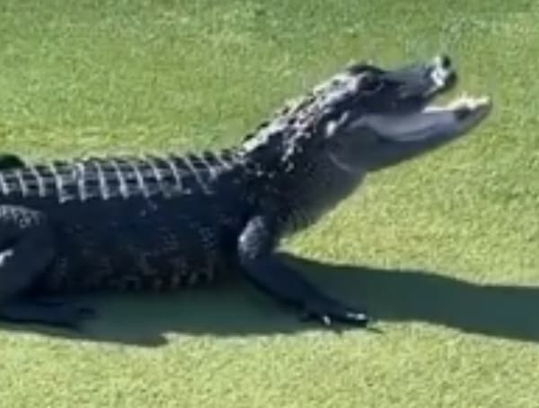 A Florida alligator stole a golfer’s ball off the green Sunday at the Plantation Bay Golf & Country Club in Ormond Beach.