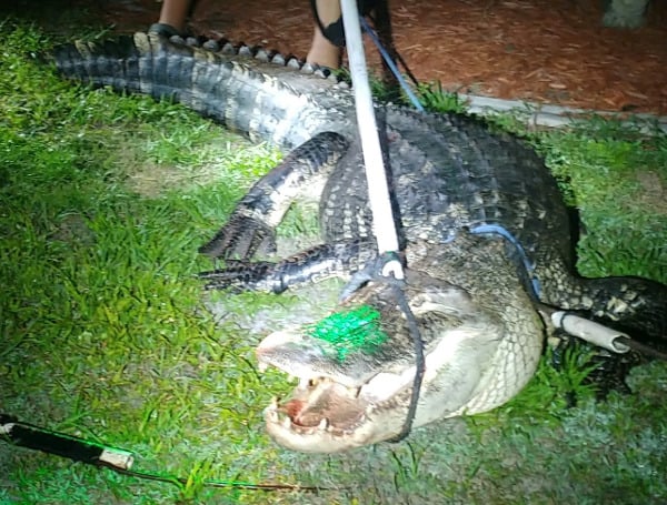 Always check your pool before diving in! A Deep Creek, Florida, family was awakened by some loud noises on their lanai and came out to find this alligator relaxing in their pool. 
