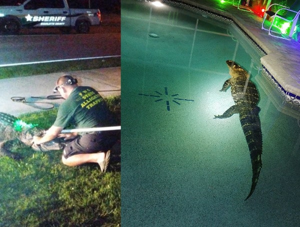 Always check your pool before diving in! A Deep Creek, Florida, family was awakened by some loud noises on their lanai and came out to find this alligator relaxing in their pool. 