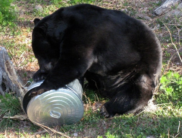 Florida Black Bear (File)