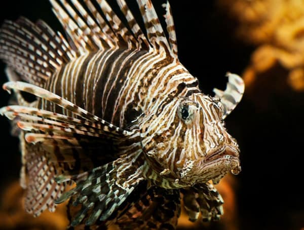 Invasive lionfish have spread through the western Atlantic Ocean, Caribbean Sea and the Gulf of Mexico over the last few decades.