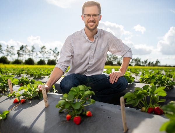 Strawberry farmers worldwide may get help from new University of Florida research that shows a way to battle one of the fruit’s fiercest foes.
