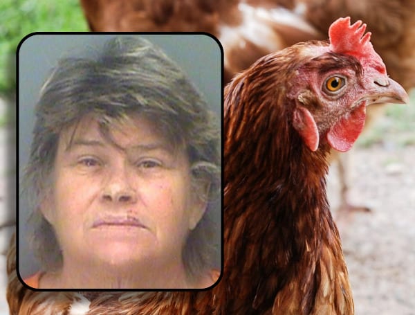 According to the arrestest affidavit, on May 8, Christine Terman, 57, a resident of the Palm Haven Mobile Home in St. Petersburg, Terman was mad at the victim for "his chickens pooping on the back patio."