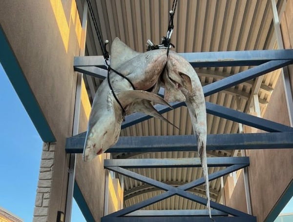 A dead shark was found hanging from a Florida high school rafters earlier this week, and officials say it was part of a senior prank.