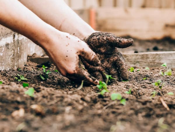 Gardening (File)