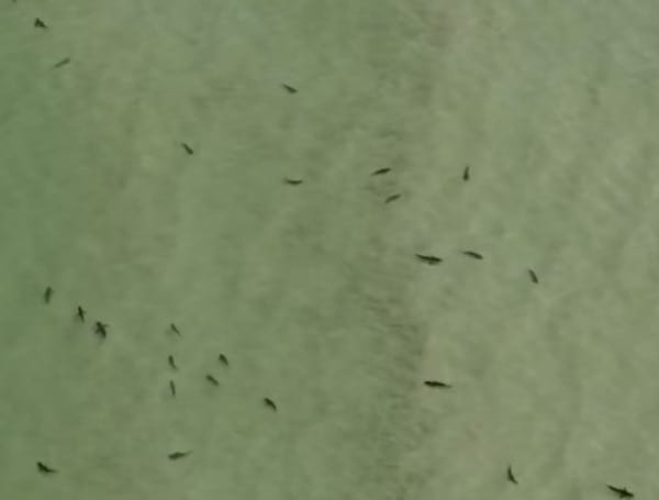 Florida Sharks