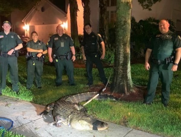 In a social post, PBSO said, "Not what we expected from a call about assistance with an animal in Victoria Groves. But we got the job done. Ally the Alligator was safely removed and taken to a location in Labelle."