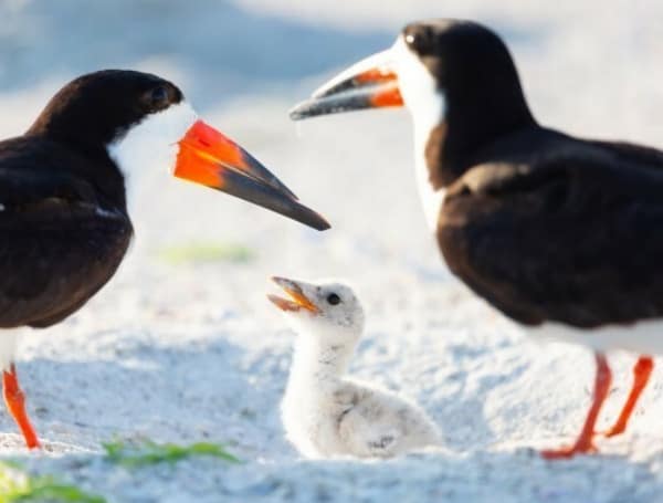 This Florida Fish and Wildlife Conservation Commission (FWC) reminds beachgoers how to help protect vulnerable beach-nesting birds while enjoying Florida’s coastal habitats this holiday weekend.