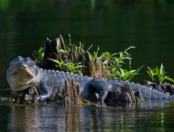 We aren’t the only ones basking in the sun this summer. Warmer temps mean alligators are more active and visible, according to the Florida Fish and Wildlife Conservation Commission.