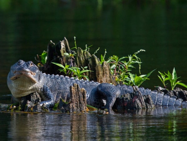 Florida Alligator (FWC)