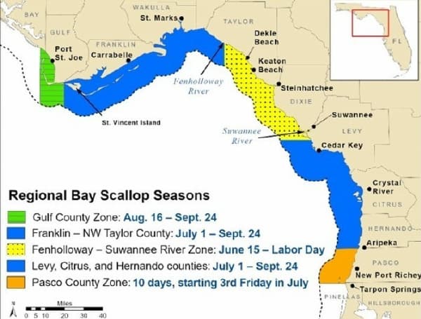 The daily bag limit from June 15-30 in this area is 1 gallon of whole bay scallops in the shell or 1 cup shucked bay scallop meat per person, with a maximum of 5 gallons whole or 2 pints (4 cups) shucked bay scallop meat per vessel.