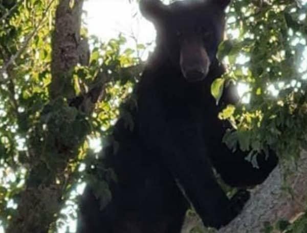 On Saturday, Palm Beach County Sheriff's Office was called to Royal Beach, where there was a large black bear, approximately 6' feet and 300 pounds hanging around. 