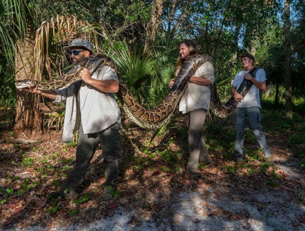 Researchers Ian Bartoszek (left), Ian Easterling, and intern Kyle Findley (right) transport a record-breaking female Burmese Python—weighing 215 pounds and measuring 17.7 feet in length—to their lab in Naples, Florida, to be laid out and photographed.