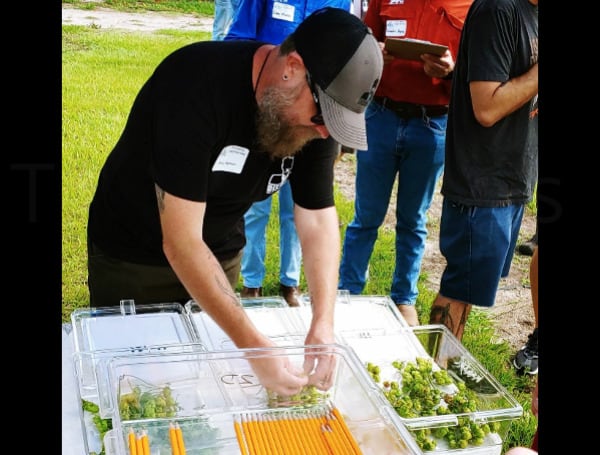 “Cascade is traditionally grown in the Pacific Northwest and tends to provide floral, citrus and spicy flavors to the product, but most of the brewers who used Florida-grown Cascade hops tasted candied lemon and tropical fruit flavors,” said Smith, a multicounty UF/IFAS Extension agent serving Pasco, Hernando, and Sumter counties.