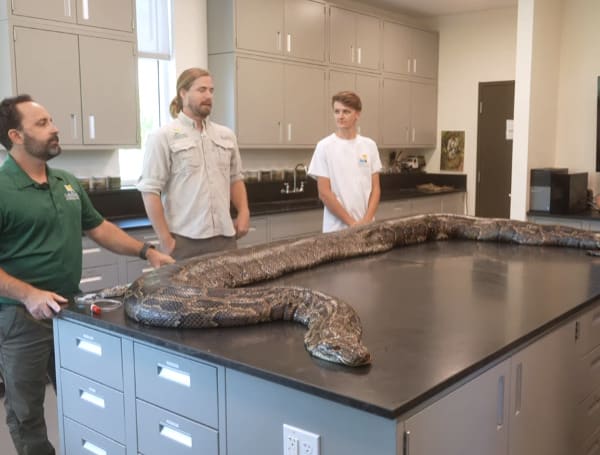 Researchers In Florida have captured the largest python ever recorded in Florida, or anywhere outside its native range, for that matter, weighing 215 pounds and measuring nearly 18 feet in length, according to the Conservancy of Southwest Florida.