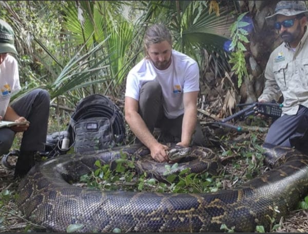 Researchers In Florida have captured the largest python ever recorded in Florida, or anywhere outside its native range, for that matter, weighing 215 pounds and measuring nearly 18 feet in length, according to the Conservancy of Southwest Florida.