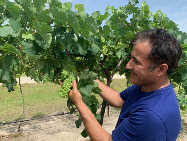 1. Ali Sarkhosh, UF/IFAS assistant professor of horticultural sciences, examines grapes in a research field. Courtesy, Ali Sarkhosh.