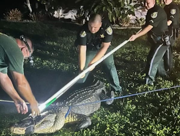 Earlier this week, deputies responded to a home on Oakland Hills Place in Rotonda around 1 in the morning after the homeowner found a gator underneath their Jeep.