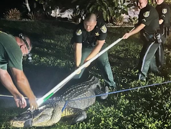 Earlier this week, deputies responded to a home on Oakland Hills Place in Rotonda, Florida, around 1 in the morning after the homeowner found a gator underneath their Jeep.