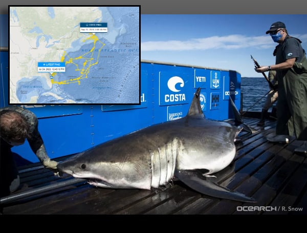 The shark, known as "Breton," was fitted on September 12, 2020, with a tracking device by the marine research organization OCEARCH.