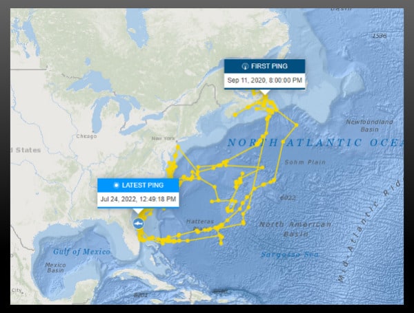 Great White Shark Weighing Nearly 1,500 Lbs. Tracked Off Of Florida Coast