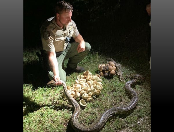 That evening, he encountered a South Florida Water Management District python removal contractor, Alex McDuffie. Little did Officer Rubenstein know he would assist McDuffie with the removal of a large number of invasive Burmese pythons from this sensitive habitat later in the evening. 