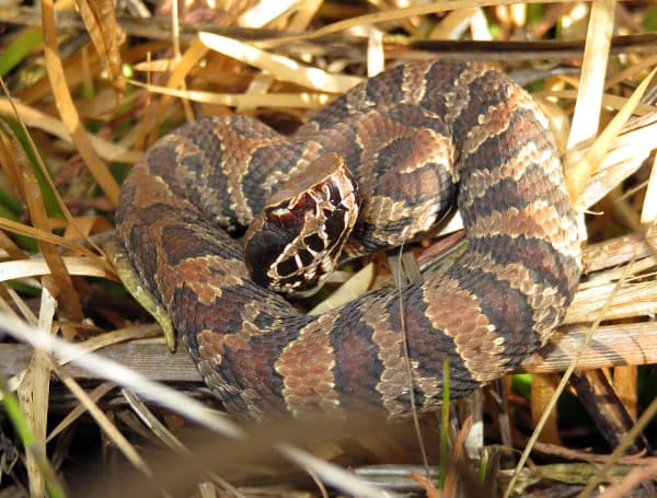 Also known as water moccasins, cottonmouths are found throughout Florida’s wet areas and grow to reach 2-4 feet in length. 