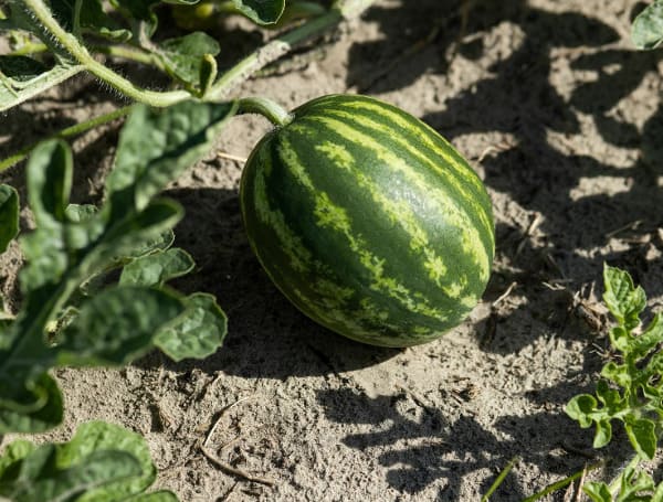If you savor a juicy watermelon in the scorching summer heat, Florida farmers toil to meet your tastes. The Sunshine State leads the nation in watermelon production.