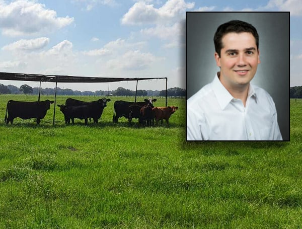 Every year across the country, heat causes $300 million in damage to cattle, ample reason for University of Florida scientists to try to cool the animals and increase their beef production.