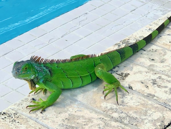 A Florida woman was surprised by an unwelcomed guest in her toilet Saturday night. A Mexican spiny tail iguana.